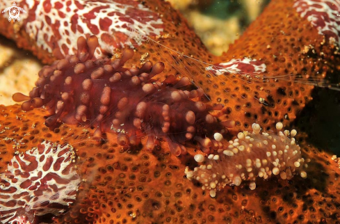 A  Coeloplana astericola   | sea slug