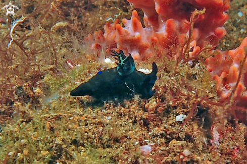 A Tambja morosa | Nudibranch
