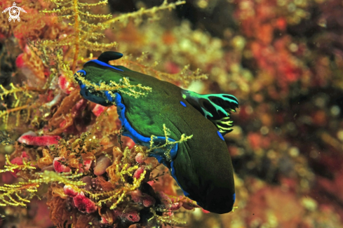 A Nudibranch