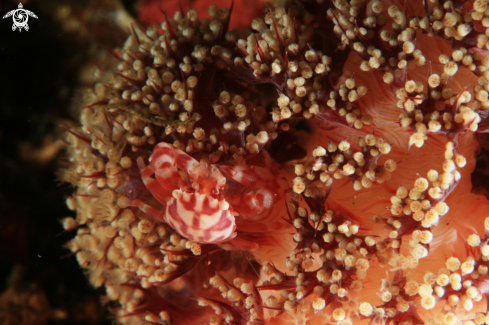 A Porcellanella Triloba | Porcelain Crab