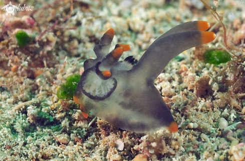 A Nudibranch