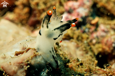 A Thecacera picta   | Nudibranch