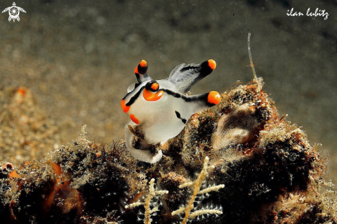 A Thecacera picta   | Nudibranch