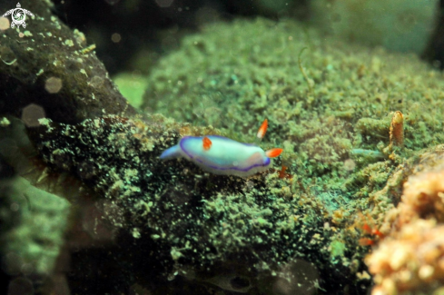 A Thorunna daniellae  | Nudibranch