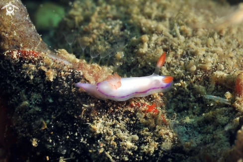 A Thorunna daniellae  | Nudibranch