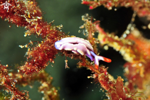 A Thuridilla  albopustulosa   | sea slug