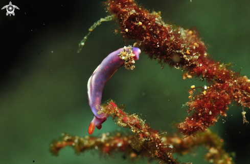 A Thuridilla  albopustulosa   | sea slug