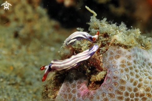 A Thuridilla  albopustulosa   | sea slug