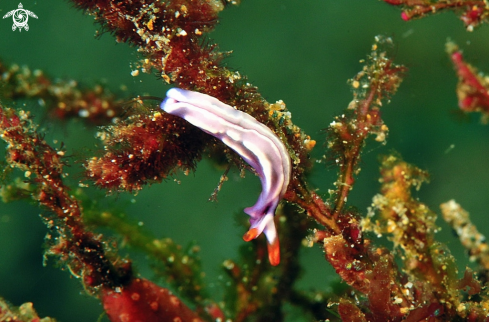 A Thuridilla  albopustulosa   | sea slug