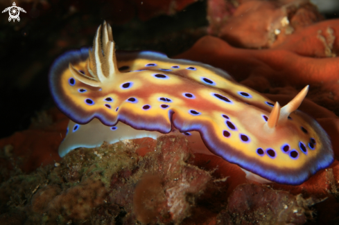 A Nudibranch