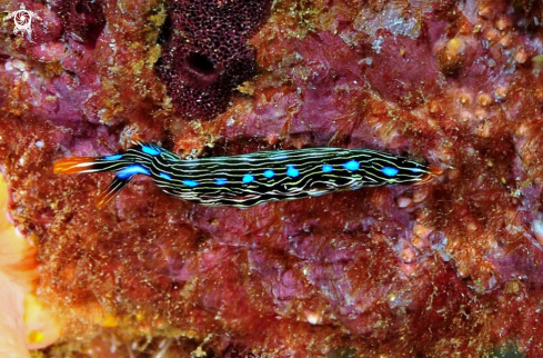 A Thuridilla gracilis  | sea slug