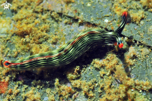 A Thuridilla gracilis  | sea slug