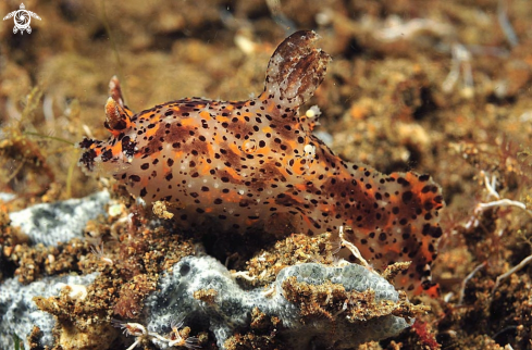 A Winged Thecacera | Nudibranch