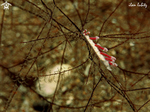 A Nudibranch