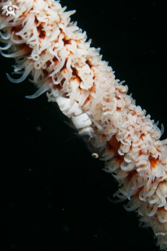 A Goby & Whip Coral Shrimp