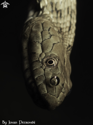 A Vodena zmija Ribarica / Water snake - Dice snake.