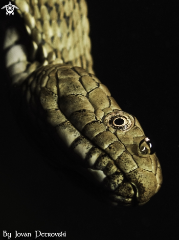 A Vodena zmija Ribarica / Water snake - Dice snake.