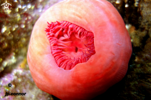 A Actinia equina | Tomate de Mer