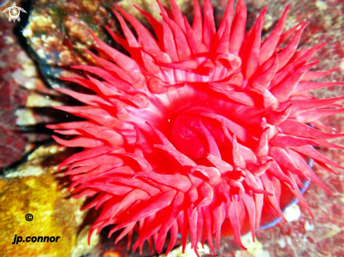 A Actinia equina | Tomate de Mer