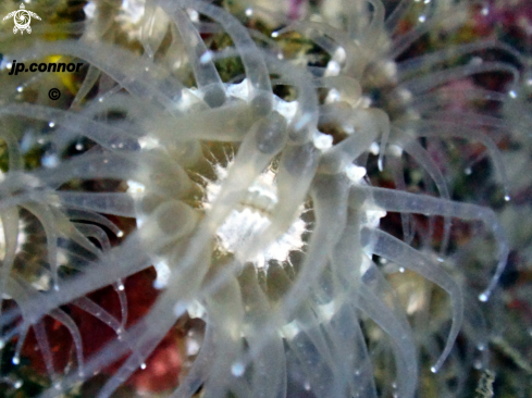 A Parazoanthus anguicomus | Anémone encroûtante blanche 