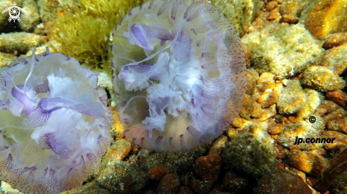 A Pelagia Noctiluca | Méduse pélagique