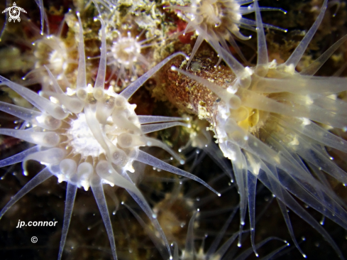 A Parazoanthus anguicomus | Anémone encroûtante blanche 