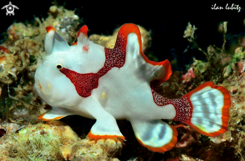 A frogfish