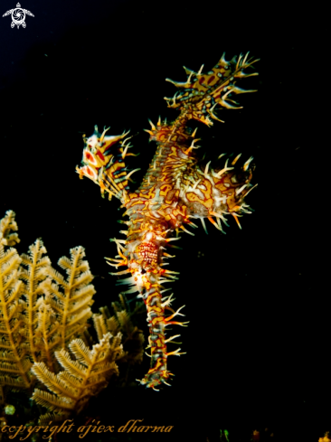 A ornate ghost pipefish