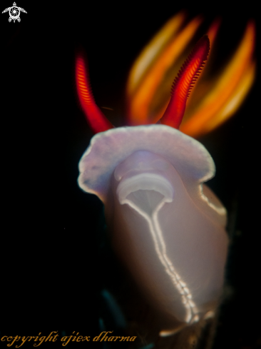 A hypselodoris Bullocki