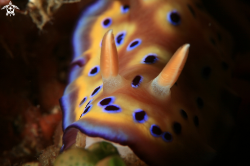 A Nudibranch