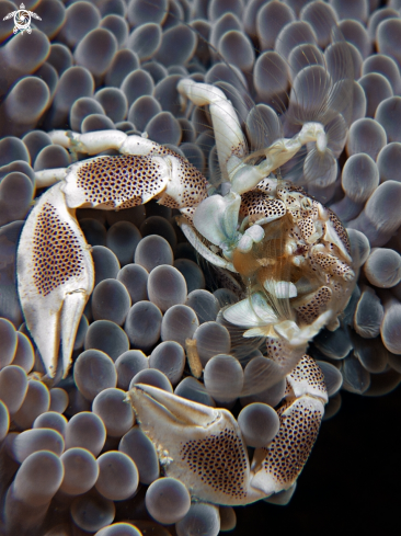 A Neopetrolisthes maculatus | Anemone Porcelain Crab