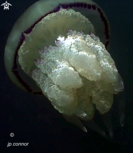 A Rhizostoma Pulmo | Rhizostome