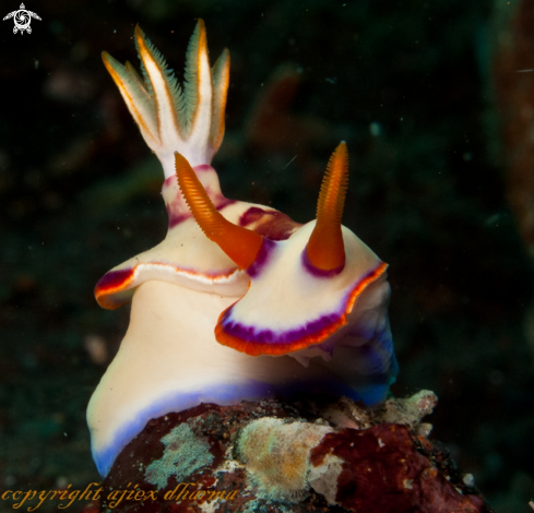 A hypselodoris sp