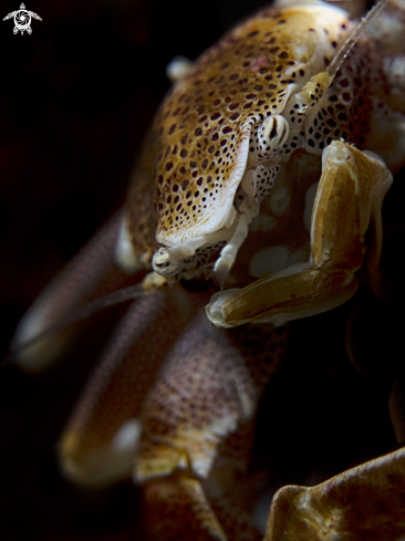 A Neopetrolisthes maculatus | Anemone Porcelain Crab