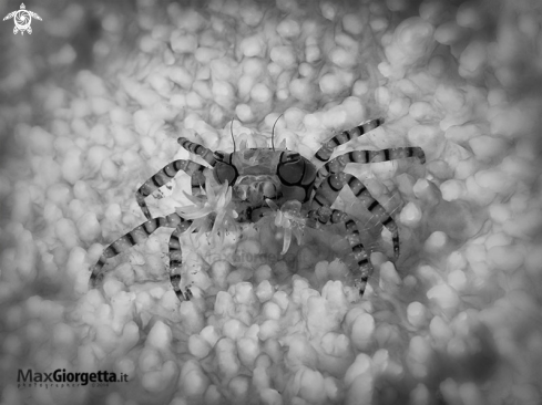 A Lybia tesselata | Mosaic Boxer Crab