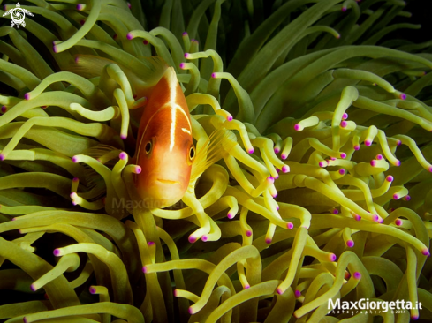 A Clown fish - Pink Anemonefish