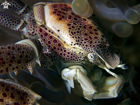 A Anemone Porcelain Crab