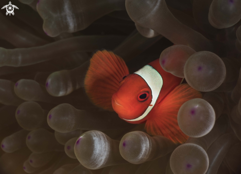 A Premnas biaculeatus | Spinecheek Anemonefish