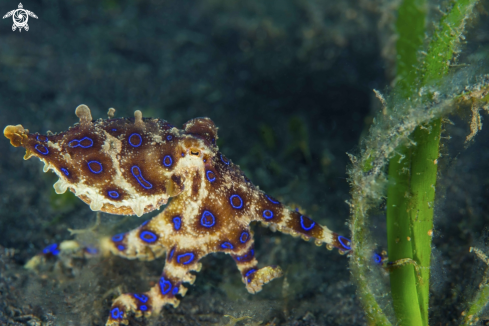 A Blue Ring Octopus