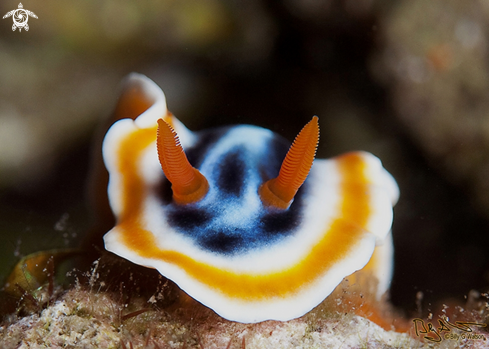 A Chromodoris quadricolor