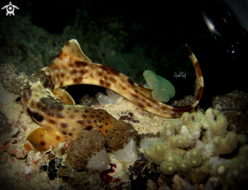 A Epaulette shark | Epaulette shark