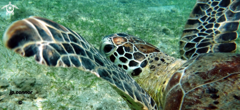 A Chelonia Mydas | Tortue Verte