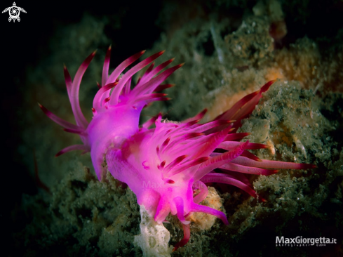 A Flabellina rubrolineata