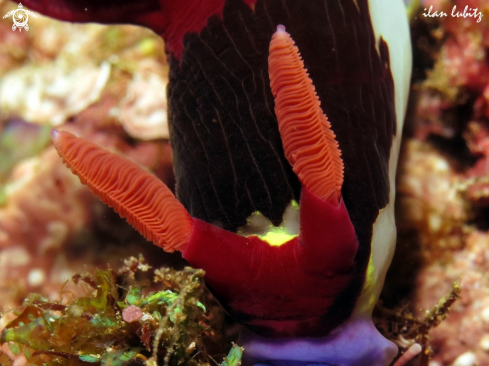 A Nembrotha rutilans. | Nudibranch