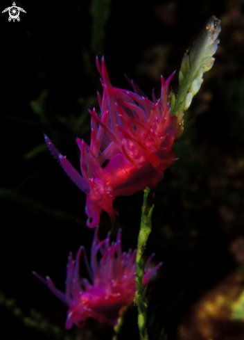 A Flabellina affinis | Flabellina