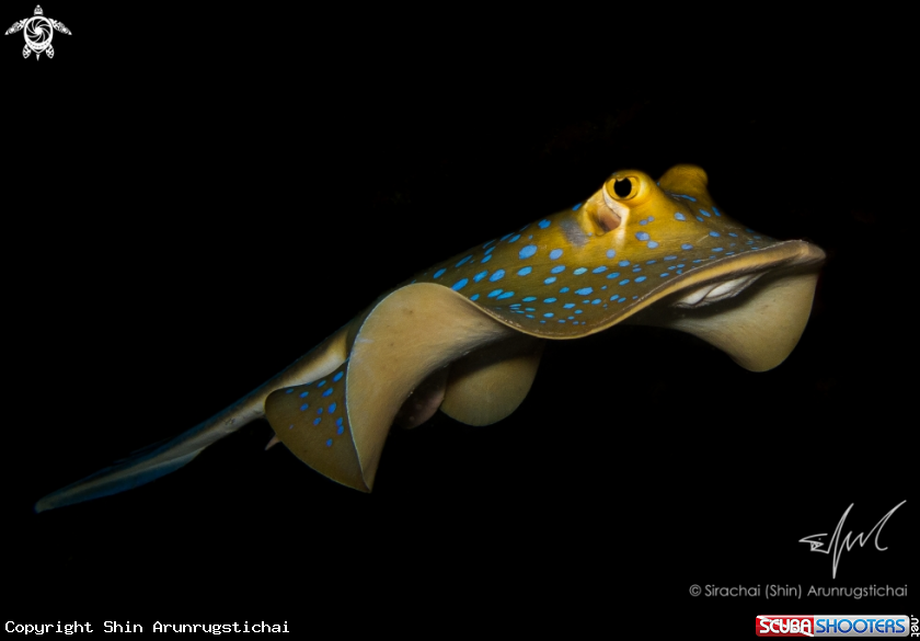 A Bluespotted Ribbontail Ray