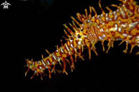 A Solenostosum paradoxus | Pesce Pipa fantasma