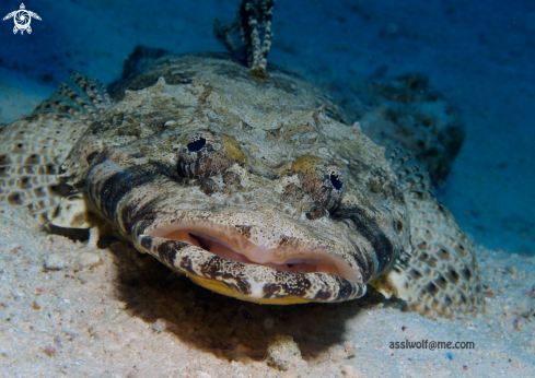 A Crocodile fish