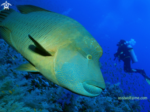 A Humphead wrasse