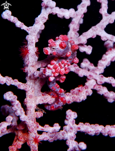 A Hippocampus bargibanti | Pygmy Seahorse